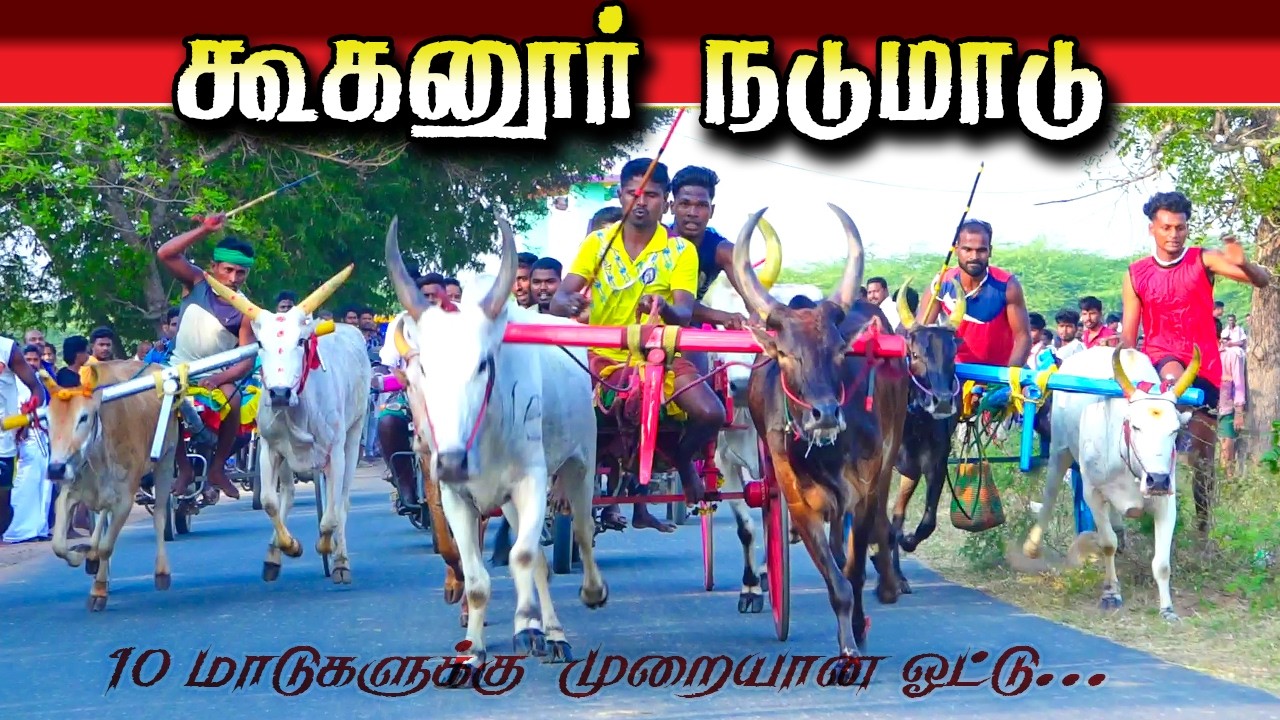 கூகனூர் நடுமாடு 16/02/2026 #krish_studio_kattumavadi