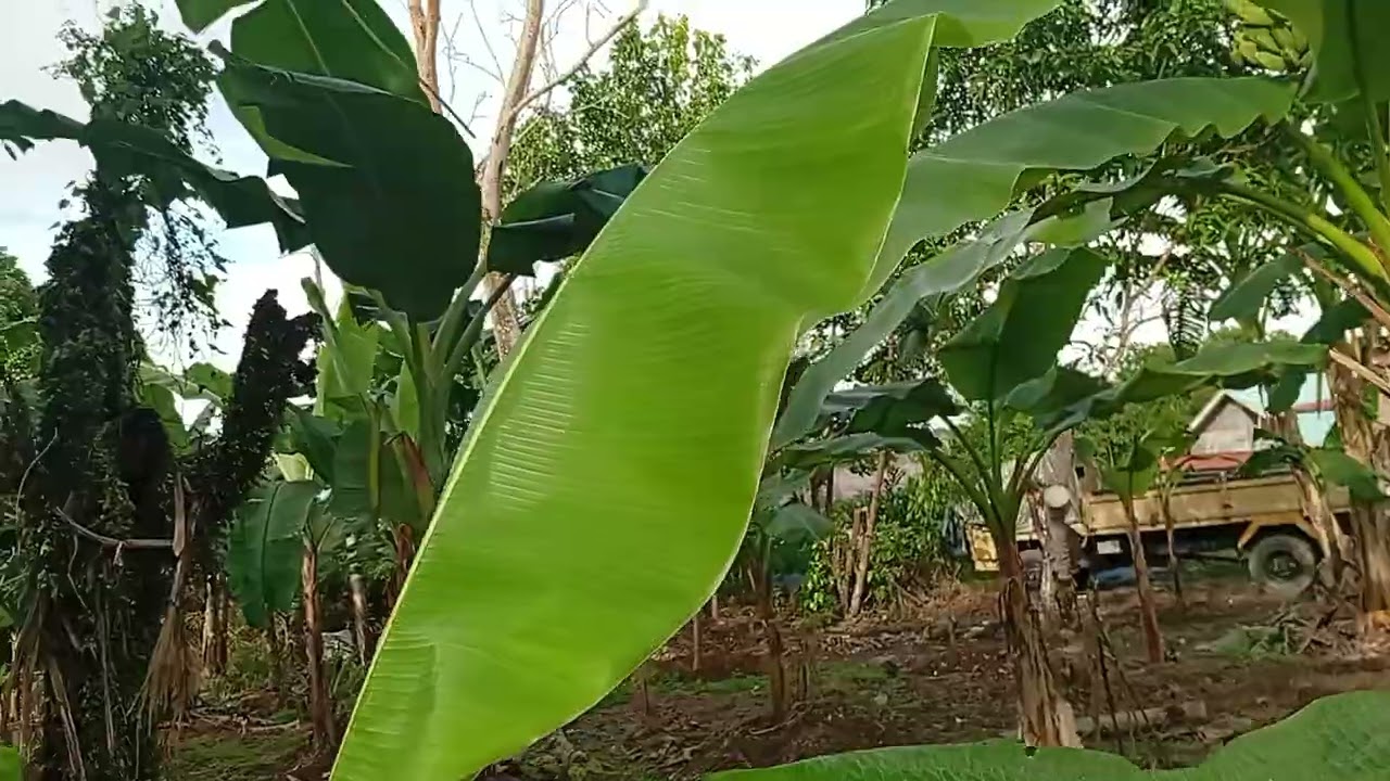 SUPAYA PISANG CEPAT PERTUMBUHANYA KITA PRUNING DAUN YG SUDAH TUA. 