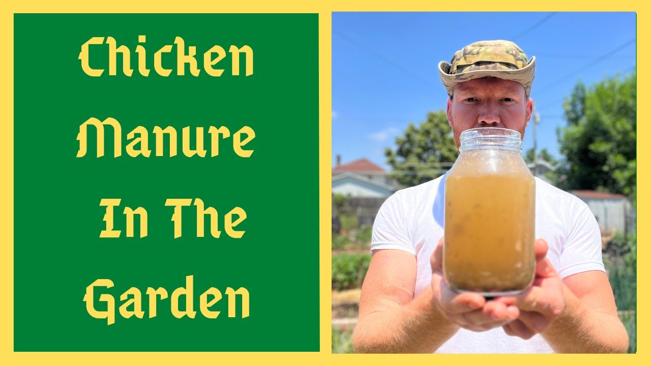 Using FRESH Chicken Manure - Will NOT BURN Your Plants This Method - Fastest Liquid Fertilizer