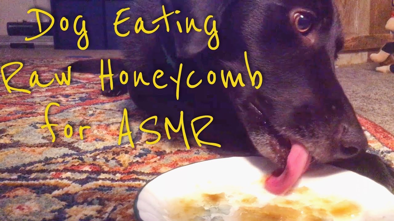 ASMR Dog Eating Raw Honeycomb (Extremely Sticky Mouth Sounds) [No Talking]