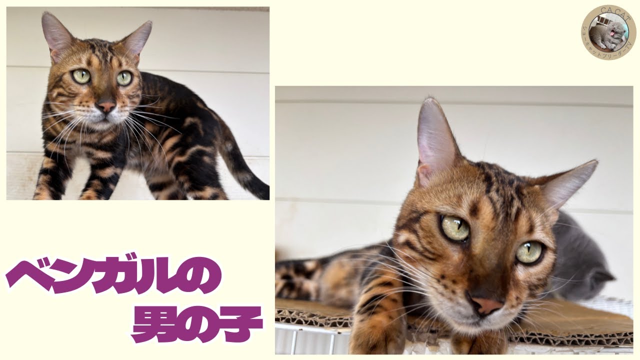 【ベンガル】成猫の男の子をご紹介🐾【１歳８か月】
