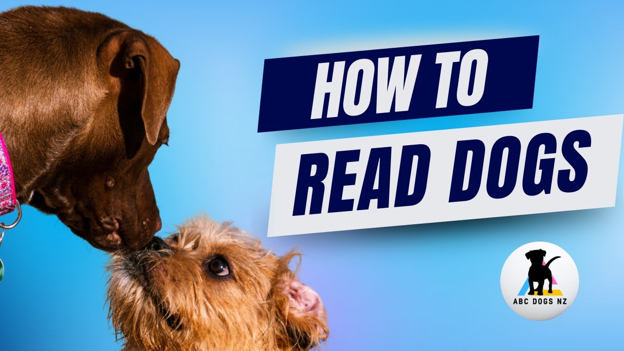 How to read dog behaviour. Looking at a dogs body language and how dogs communicate.