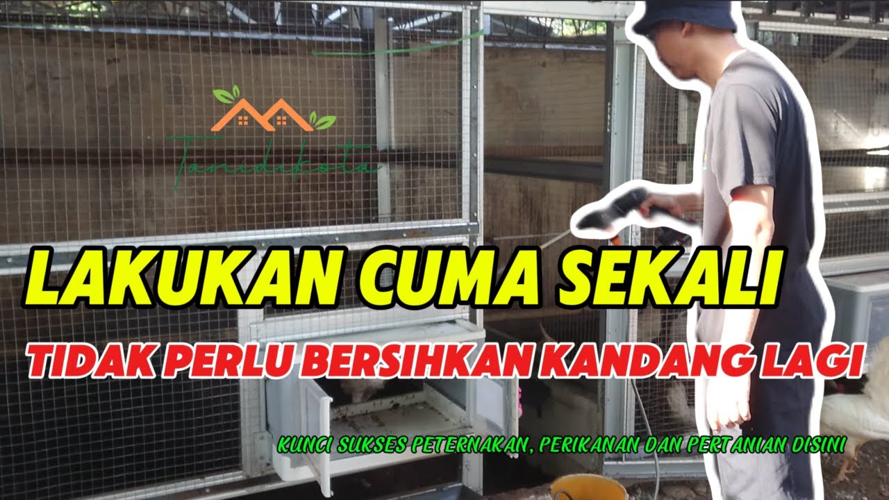 SETTING KANDANG BARU UNTUK AYAM WHITE LEGHORN @tanidikota 💯🥚🐔