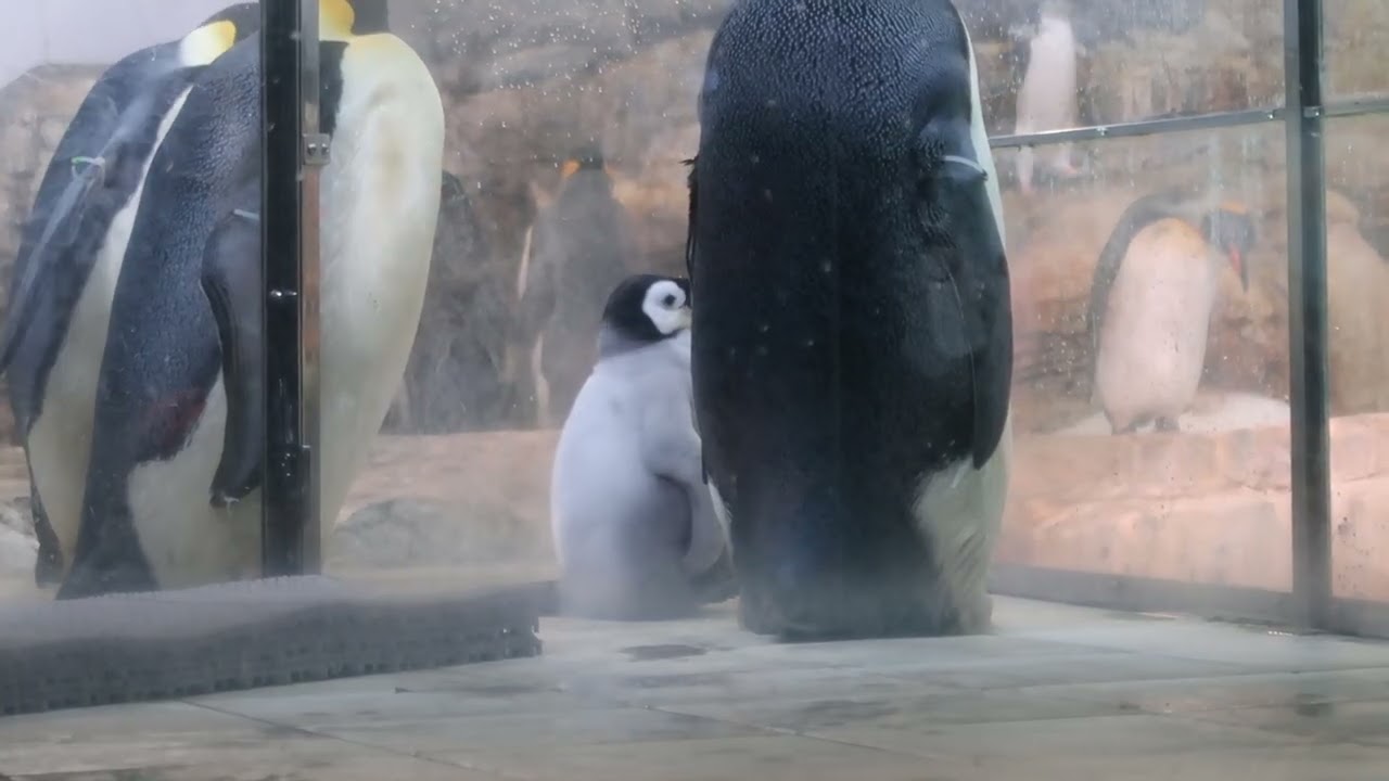 #4-69 Nov 2025 Emperor penguin at Adventure world, Japan