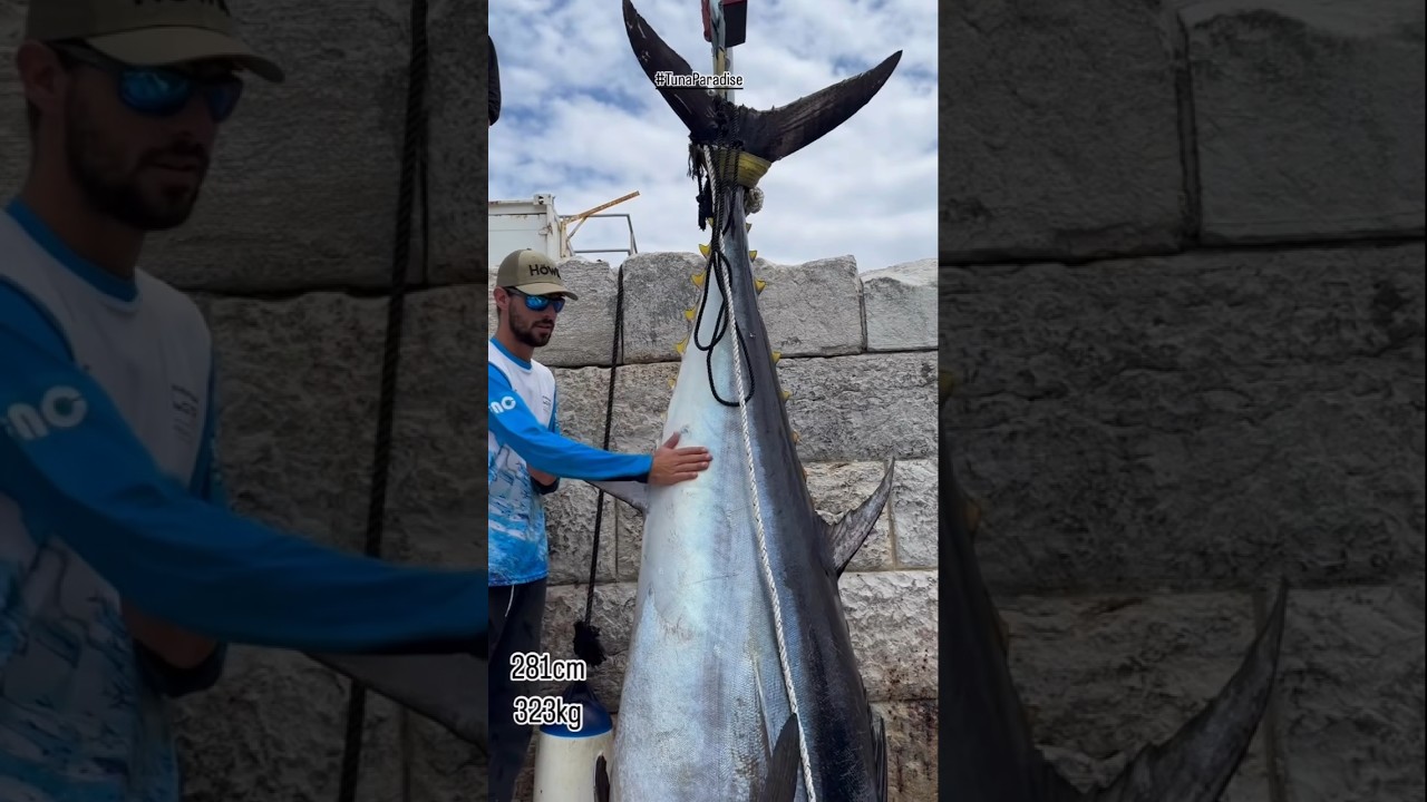 MONSTER tuna!! #bluefin #fish #fishing #monster #giant