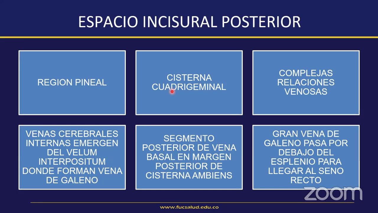 Venas Cerebrales - Sebastián Espinosa