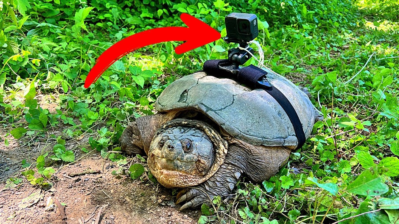 Прикрепляем GoPro к ЗЛОЙ ЧЕРЕПАХЕ!
