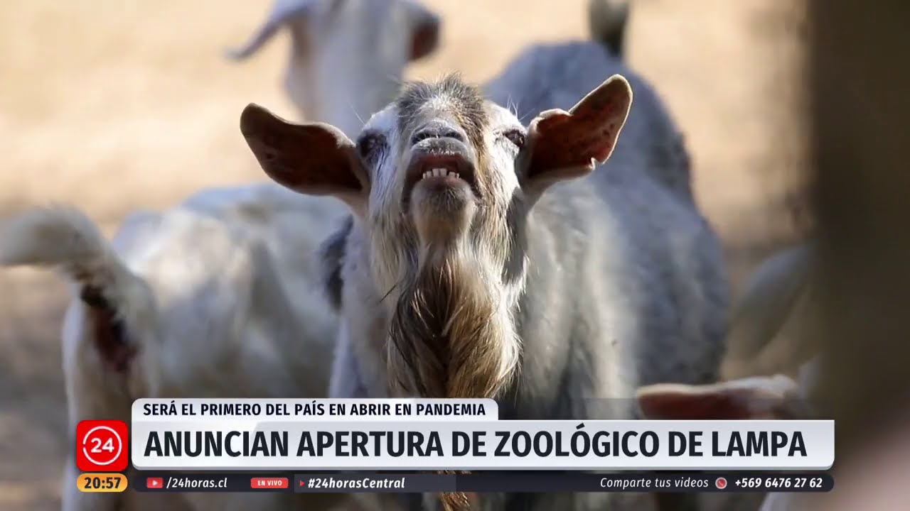 Anuncian apertura del Zoológico de Lampa