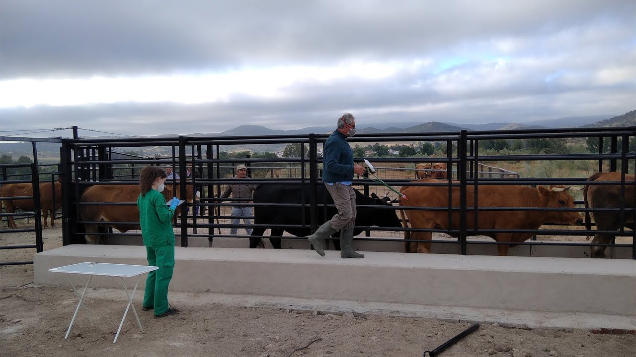 El Ayuntamiento pone en funcionamiento el nuevo cepo de la Dehesa boyal para saneamiento ganadero