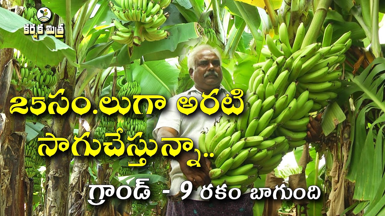 అరటి సాగు ఎప్పటికీ నెం.1 || Success Story of Grand - 9 Banana Cultivation || Karshaka Mitra