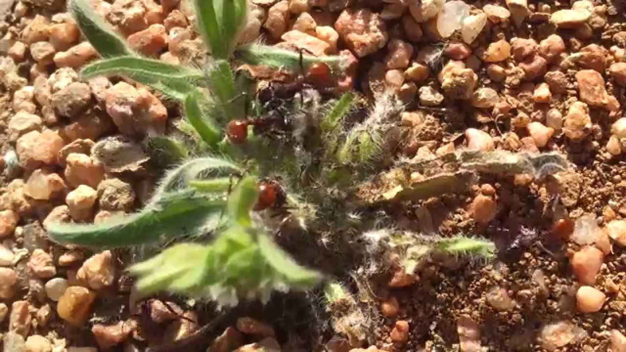 Black Desert Ants Fighting HD
