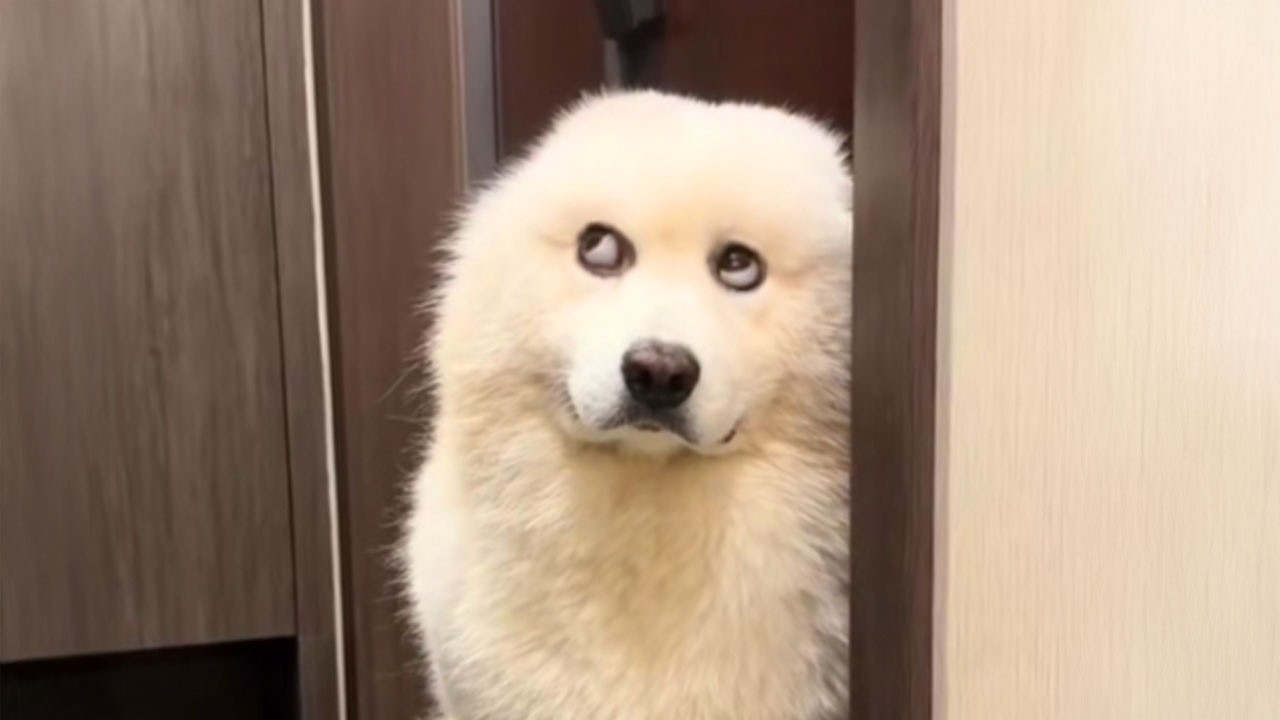 I&rsquo;ve Never Seen Dogs This Ridiculous Before!! 🤣 Funniest Dog Videos