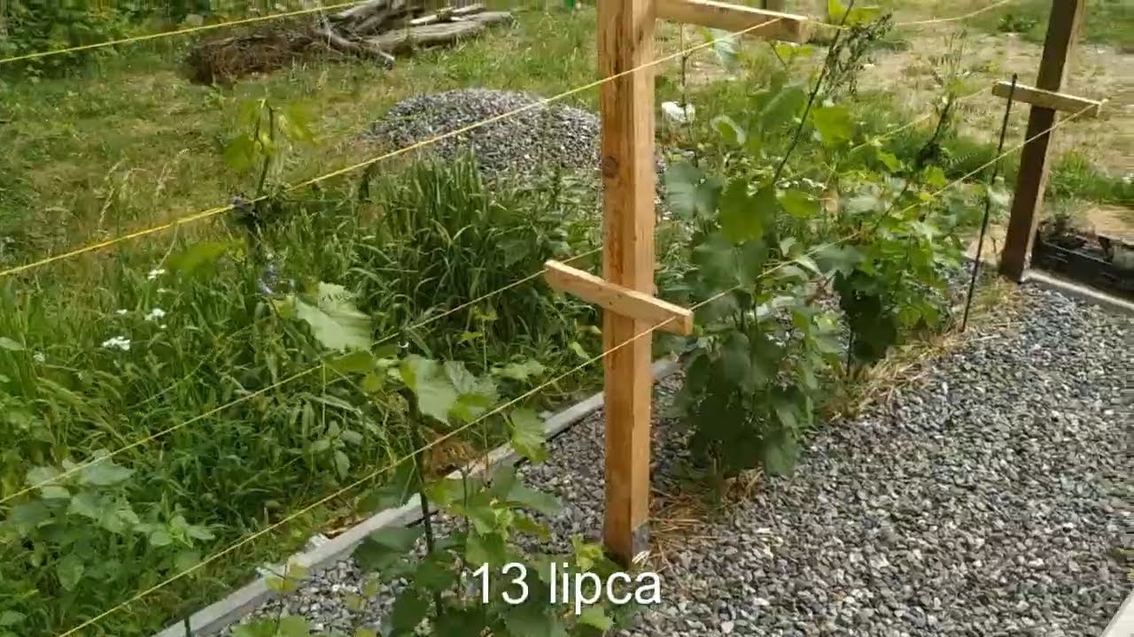 Winorośl #2 Jak szybko urosła, kiedy daje pierwsze owoce, pergola na winogrona z drewna i żwirek