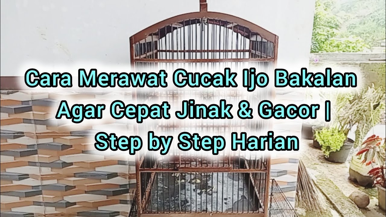 Cara Merawat Cucak Ijo Bakalan Agar Cepat Jinak & Gacor | Step by Step Harian
