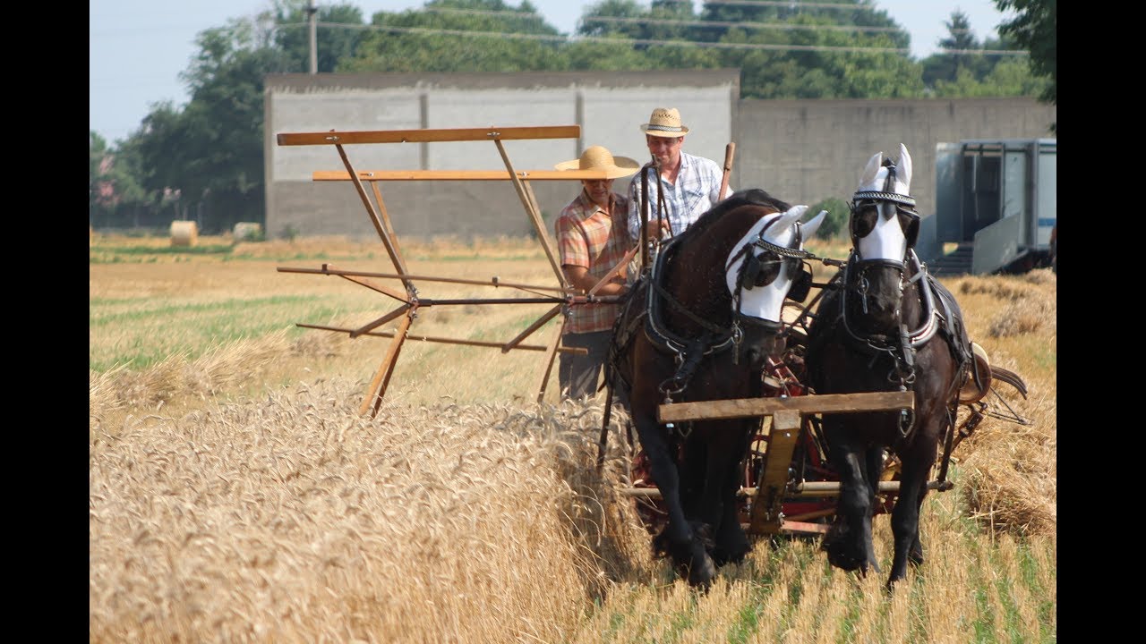 Wheat harvest with horses  / Mietitura del grano con tiro cavalli