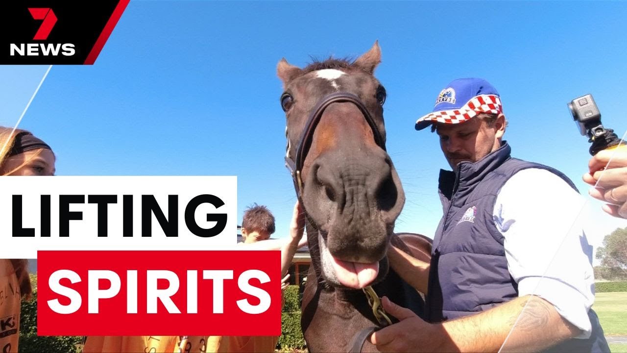The legend of Makybe Diva continues to grow, even in retirement | 7NEWS