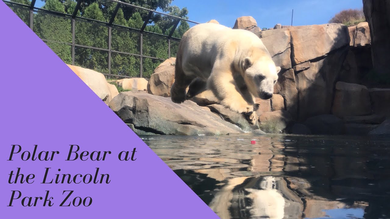 Polar Bear at the Lincoln Park Zoo