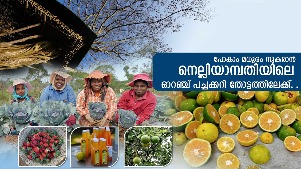 പോകാം മധുരമൂറും നെല്ലിയാമ്പതിയിലേക്ക്..