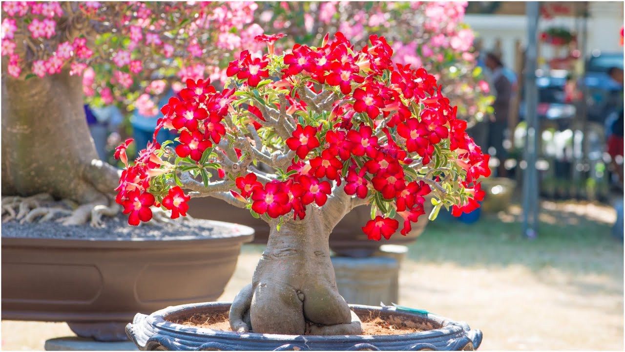 Simple Tips for stunning Desert Rose Blooms