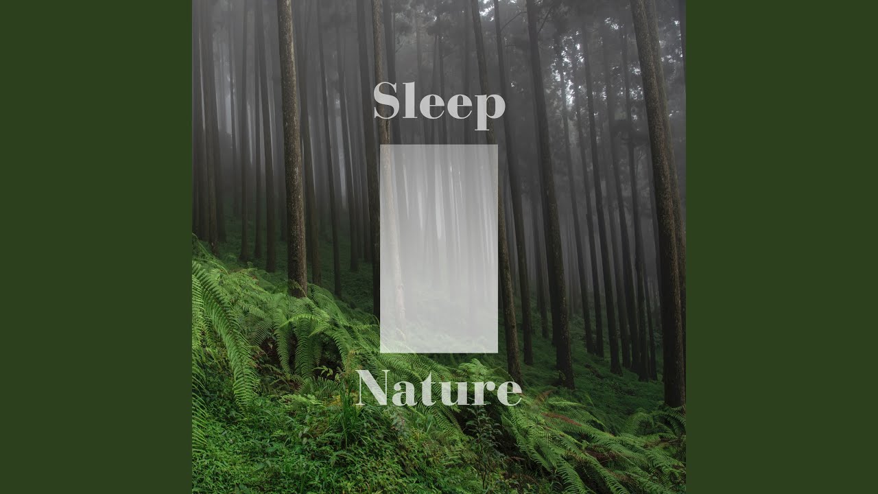 白噪音 森林裡的自然音及流動的風聲