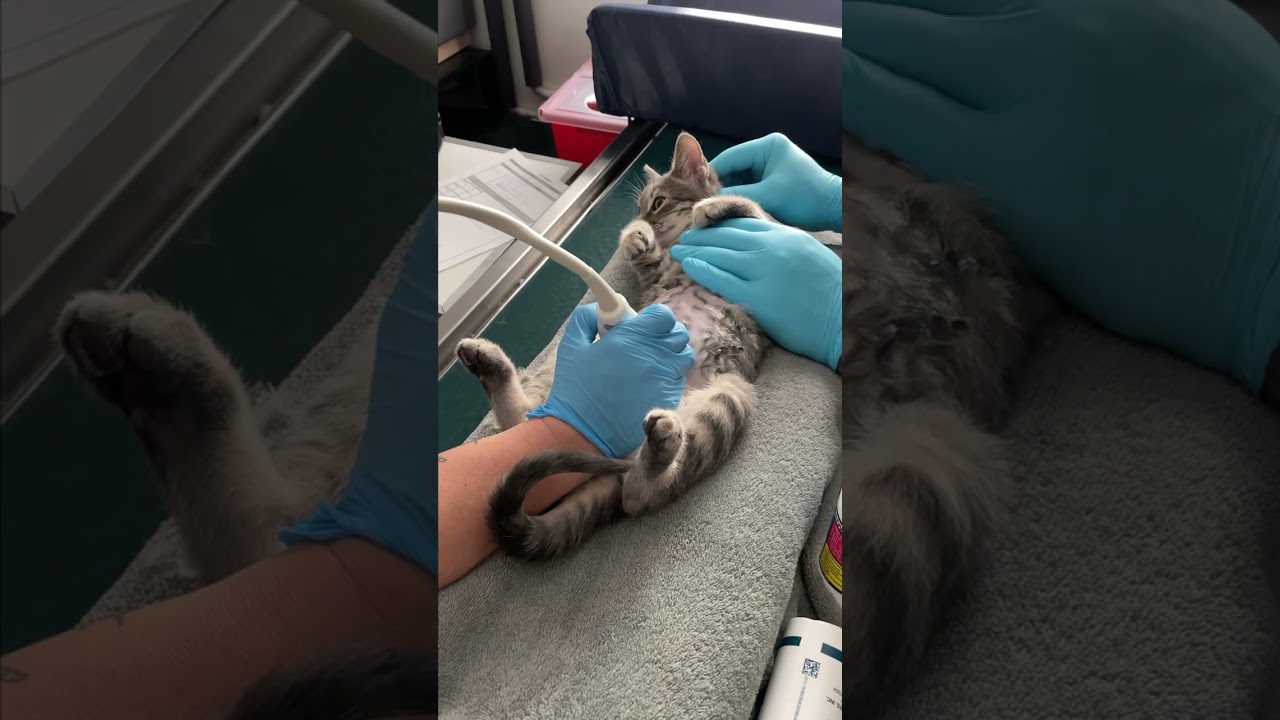 Gentle kitten gets an ultrasound