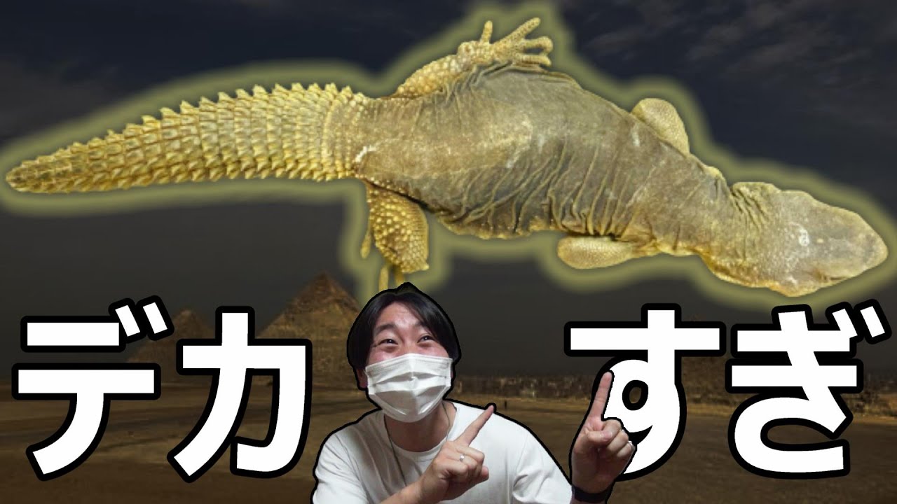 トゲオアガマ最大！砂漠を再現したエジプトトゲオアガマの飼育環境とは？【飼育環境解説】