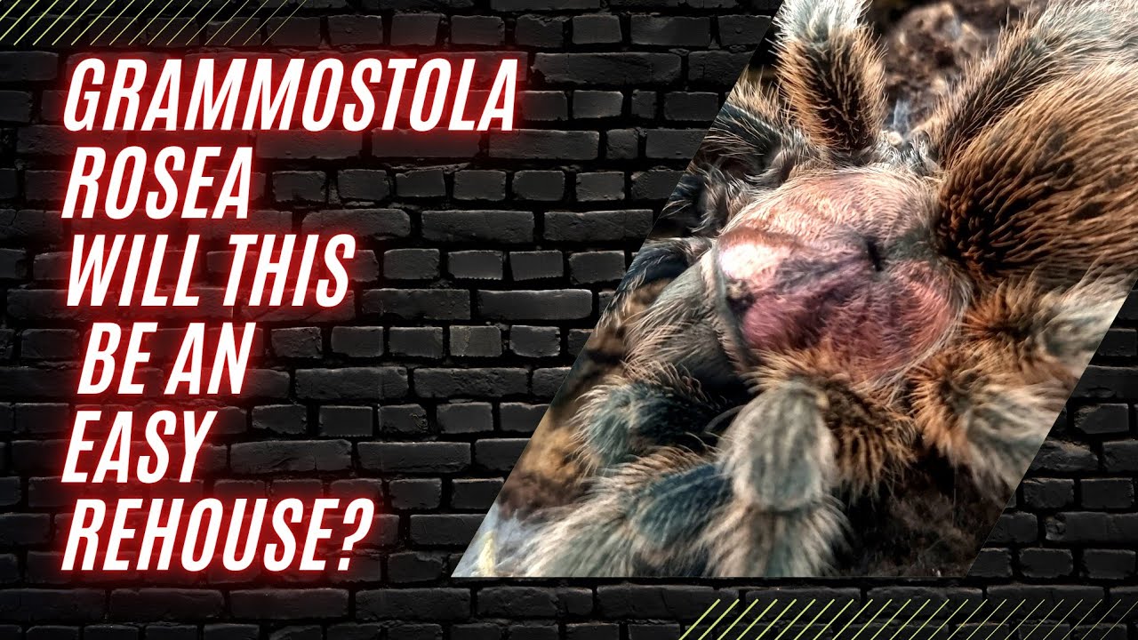 EASY REHOUSE? chilean rose hair tarantula - rehouse & care