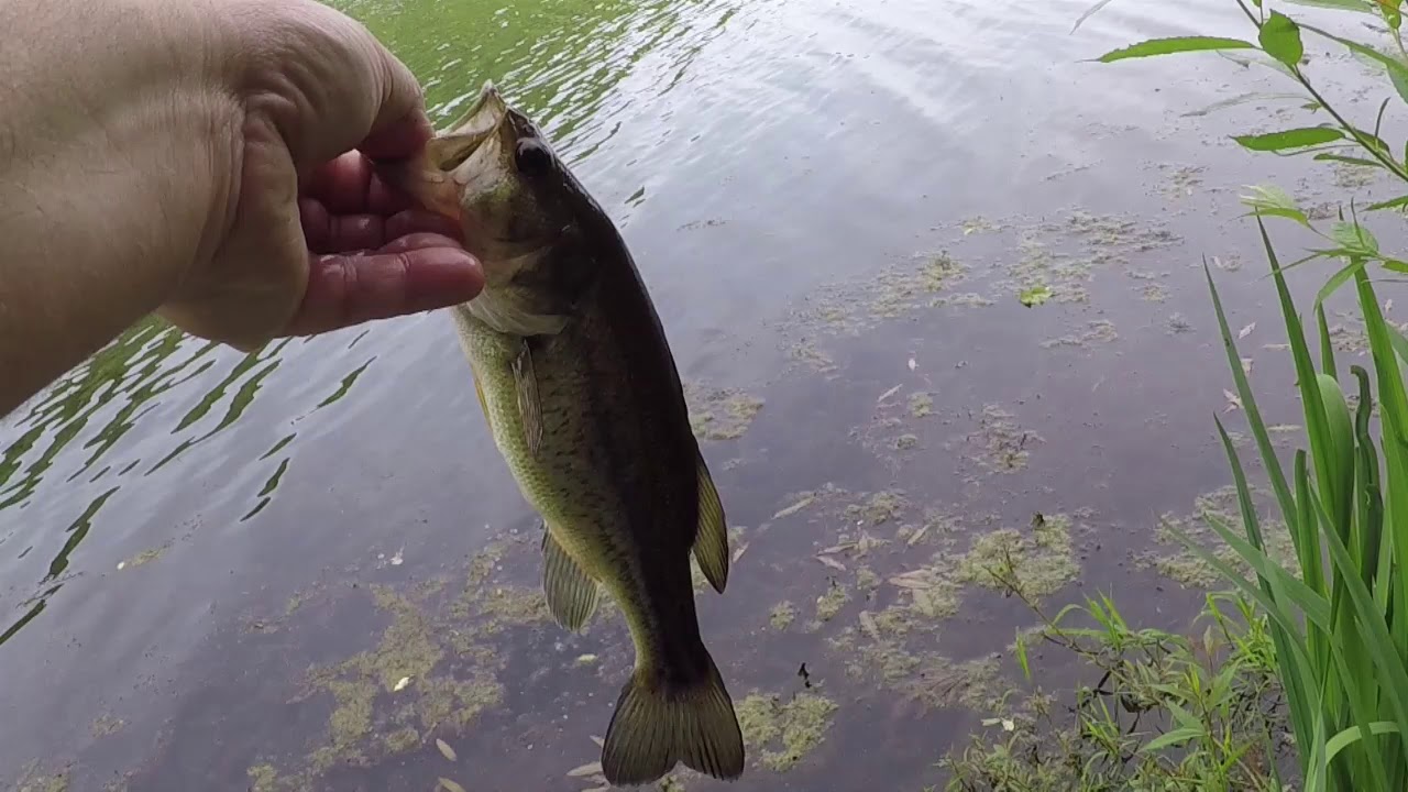 A Good Morning Out Fishing