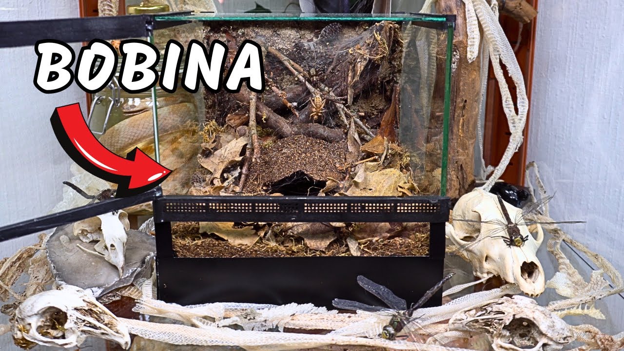 I Built a Dark Den Terrarium for a Giant House Spider