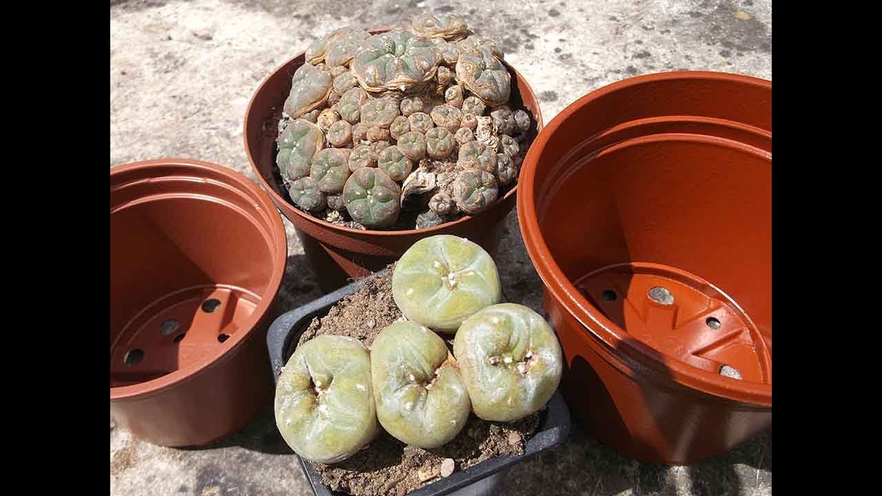 Re potting my two Lophophora 'Peyote Cacti' L. diffusa & L. Caeospitosa