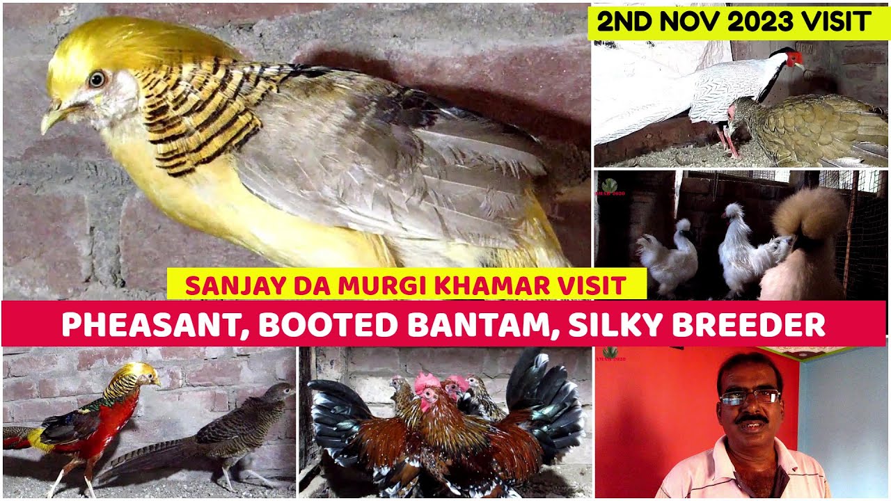 মুরগির খামার ভিসিট ২০২৩ | Pheasant, Booted Bantam & Silky Breeding Farm, Kolkata, W.B.| 2nd Nov 2023