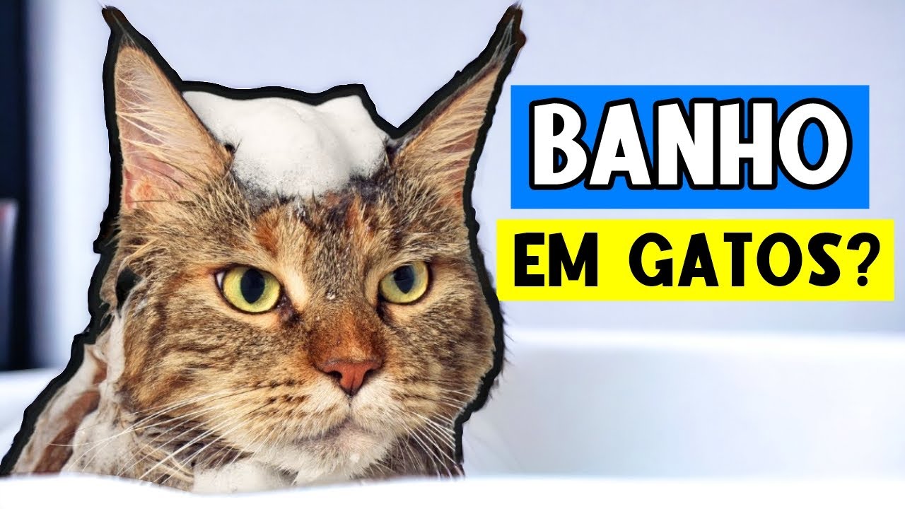 QUANDO DEVEMOS DAR BANHO NOS GATOS