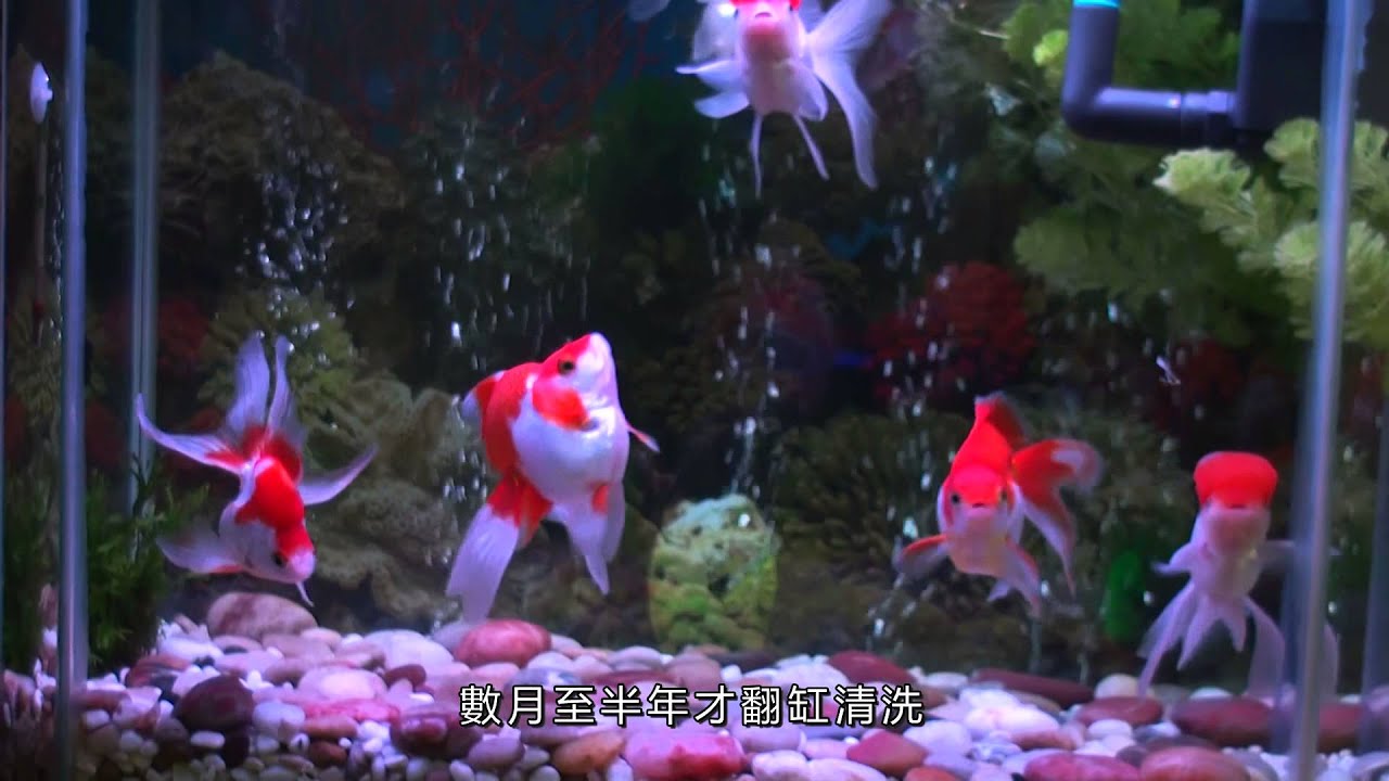 養一缸水清如鏡的金魚 Build a Goldfish Aquarium  with Crystal-like Water