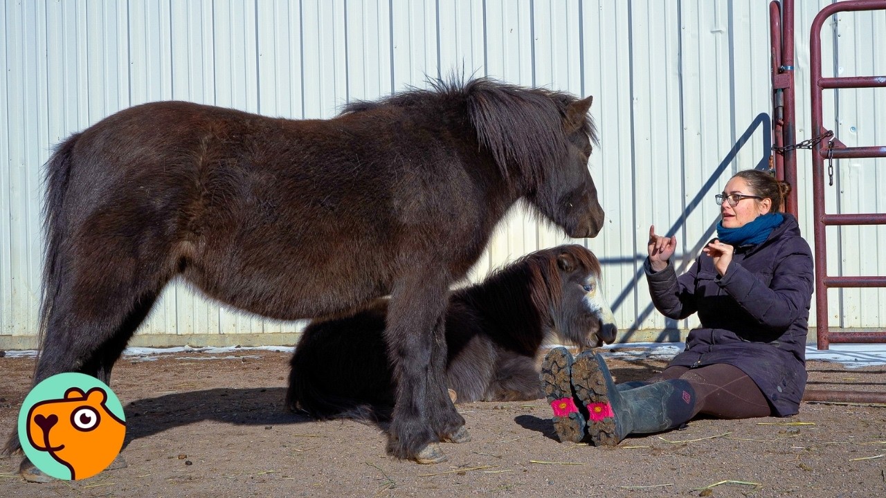 Mini Horse Was Scared When She Arrived, But Now She&rsquo;s All Joy | Cuddle Buddies