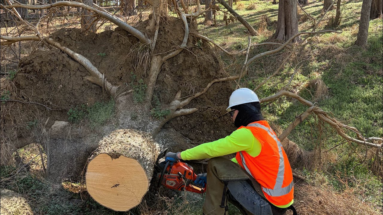 My Brother Helped Me Cut This Tree PT. 4