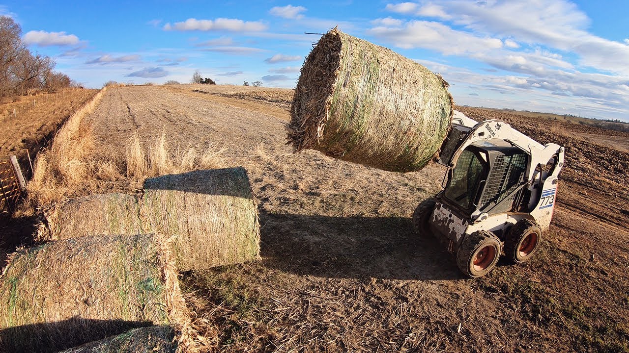 Bringing Fodder Bales In