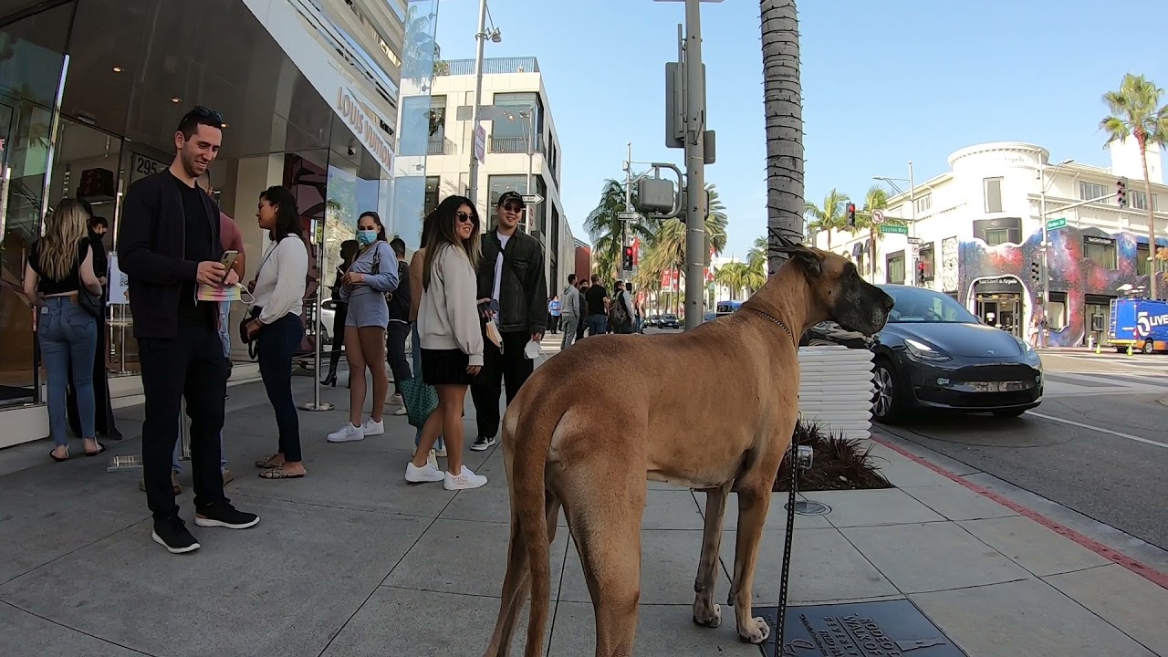 Cash 2.0 Great Dane on Rodeo Drive in Beverly Hills 7