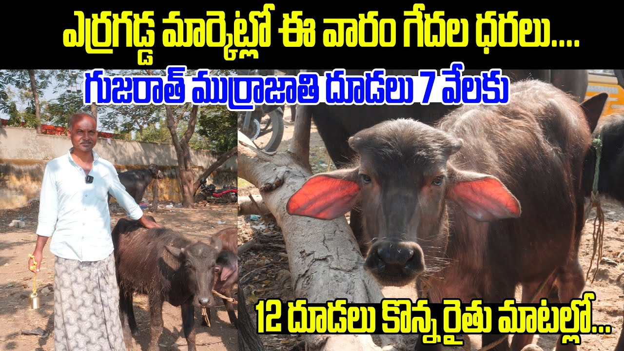 ఎర్రగడ్డ మార్కెట్లో ఈ వారం గేదల ధరలు | Erragadda Buffalo market | Buffalos For Sale | Kiran TV Rythu