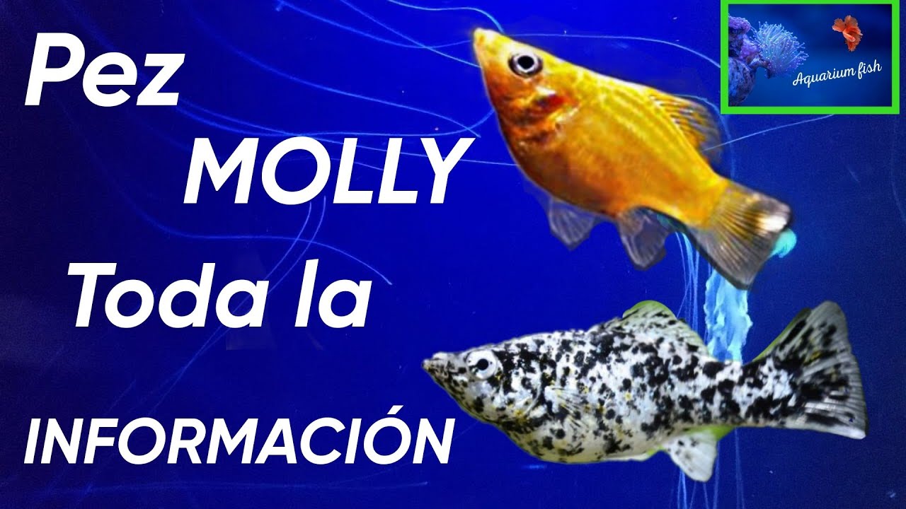 Pez Molly