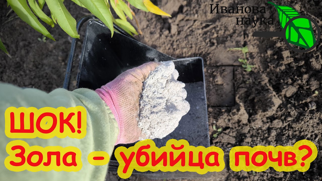 НЕ ПРИТРАГИВАЙТЕСЬ К ЗОЛЕ! Сперва узнайте, как правильно и безопасно использовать в саду и огороде.