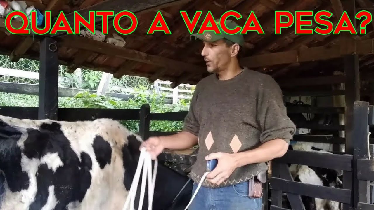 Como calcular o peso vivo aproximado em bovinos SEM BALANÇA , usando fita métrica.