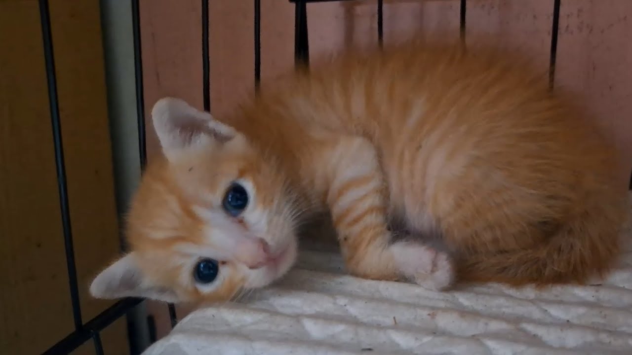 Let Your Heart Melt – Nyx & Nacho, Two Adoreable and Cute Kittens from a Rescued Mama Cat