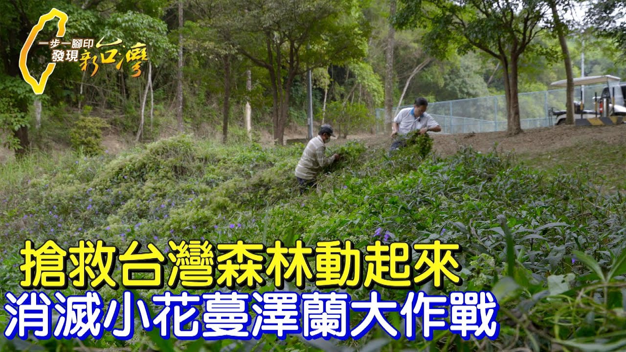 搶救台灣森林動起來 化