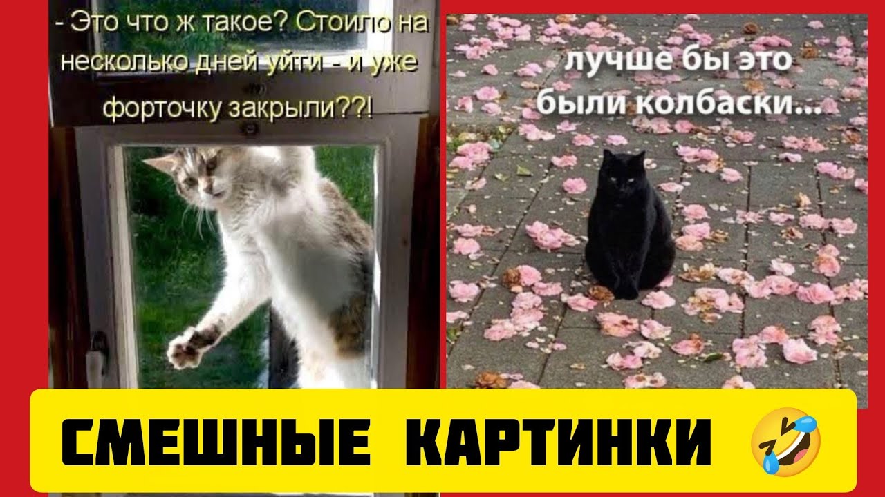 - Это что ж такое? Стоило на несколько дней уйги и уже форточку закрыли??!смешные картинки🤣  музыка 
