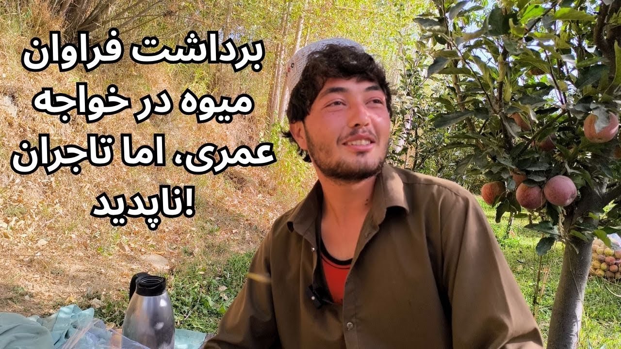 فصل برداشت میوه در خواجه عمری؛ دهقانان بی‌مشتری ماندند! #افغانستان #غزنی #fruit