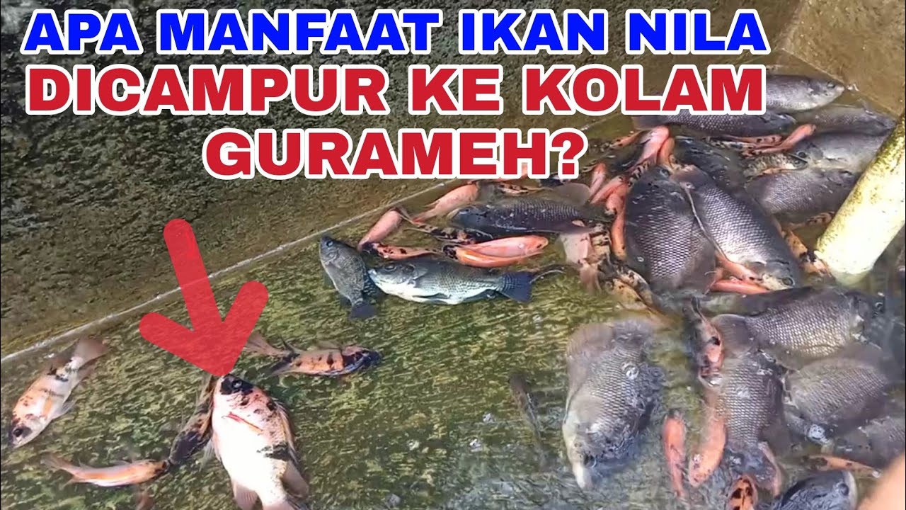 Manfaat Ikan Nila Dicampur Kedalam Kolam Ikan Gurameh | Pebudidaya Ikan Wajib Tau Ini !!!!