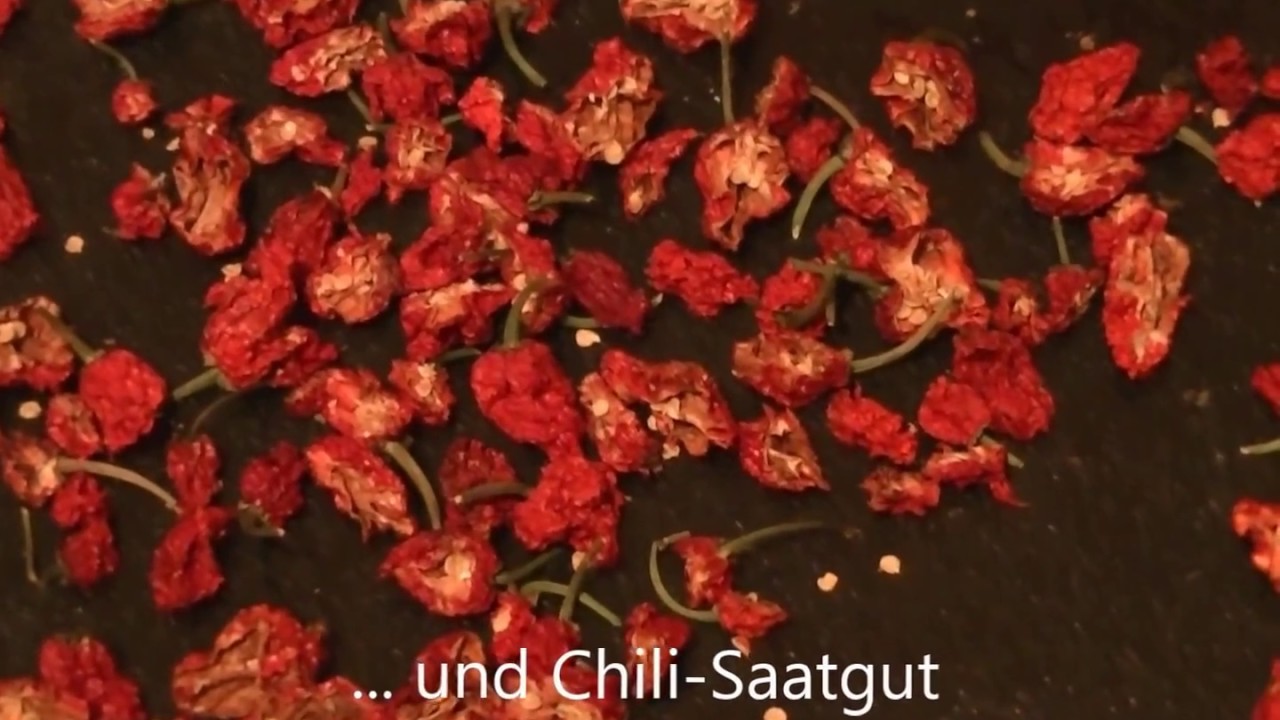 Chilisamen vorkeimen, Anzucht von Chilipflanzen im Februar 2017