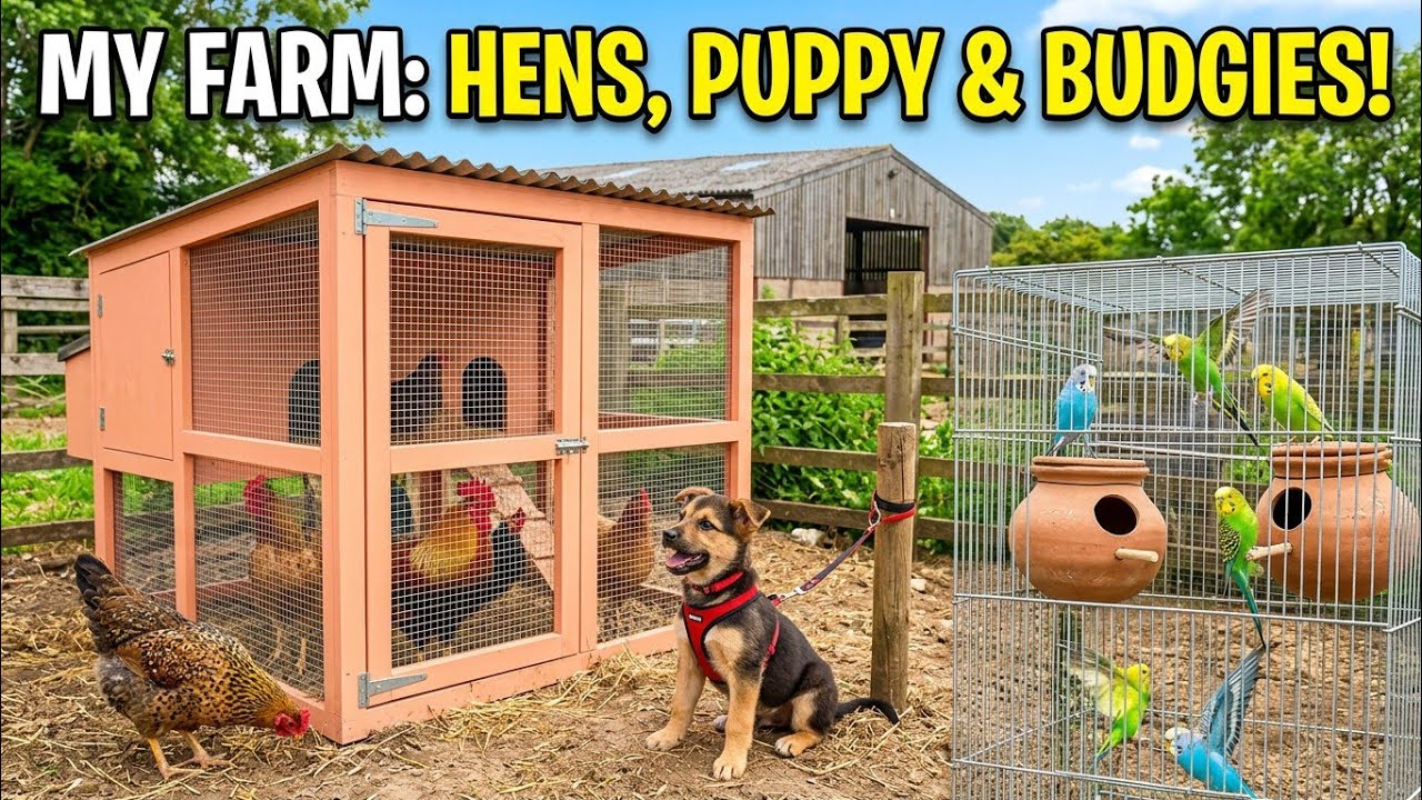 Shero dog Thailand chicken fights with new hen #shero_style #dog #chicken #chickenfight #budgies