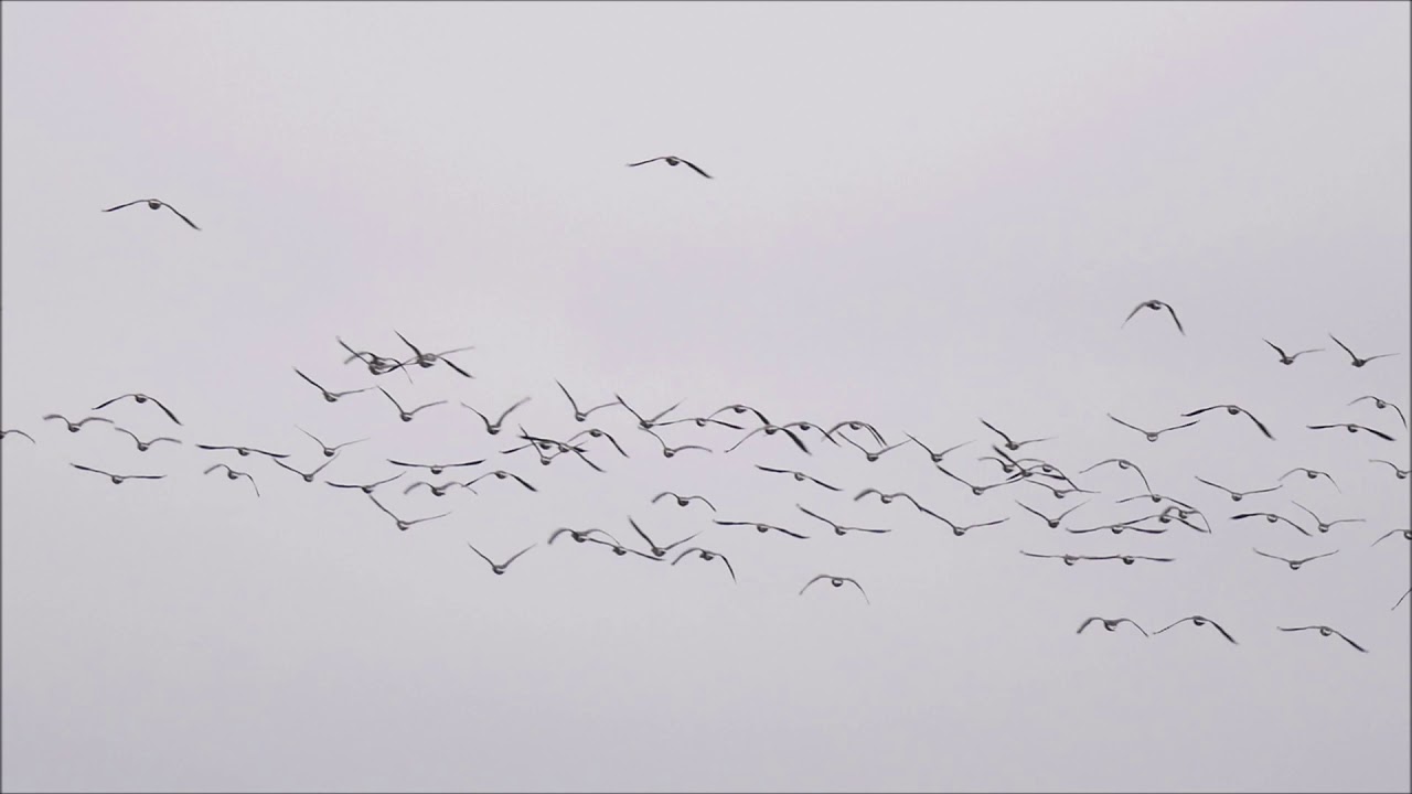 Goosanders and Pink-footed Geese at Woolston Eyes in December 2020