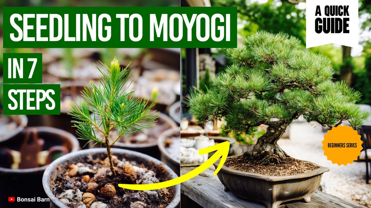 “7 Steps to Transform a Pine Seedling into a Moyogi (Informal Upright).” “Bonsai for Beginners.”